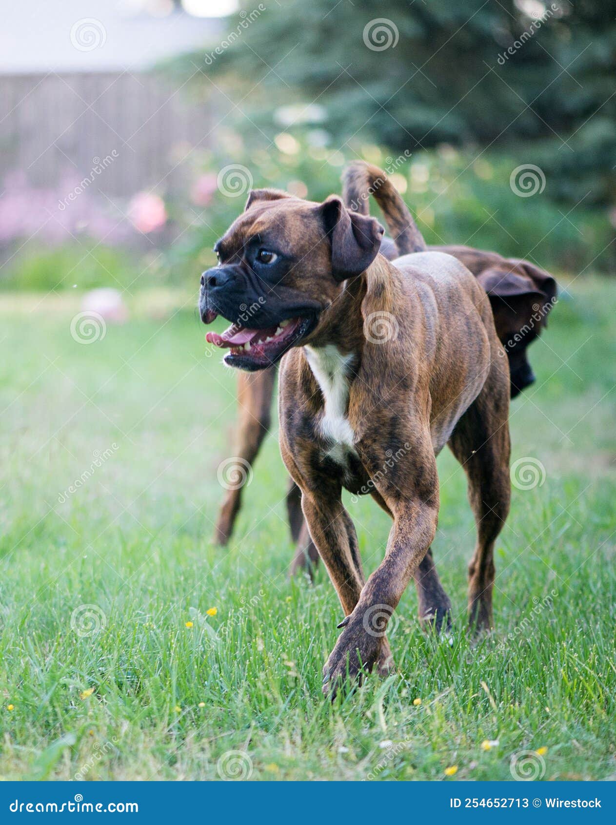Two Boxerbreed Dogs Playing in the Yard, Closeup Stock Image Image