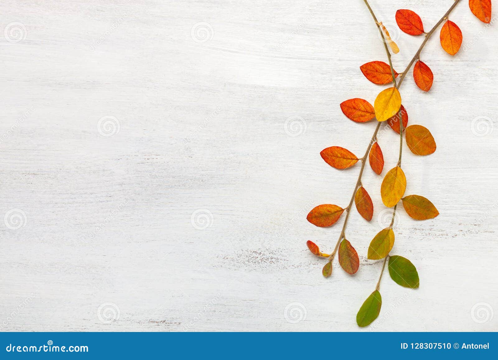 two branches with colorful autumn leaves on a white shabby wooden background. flat lay