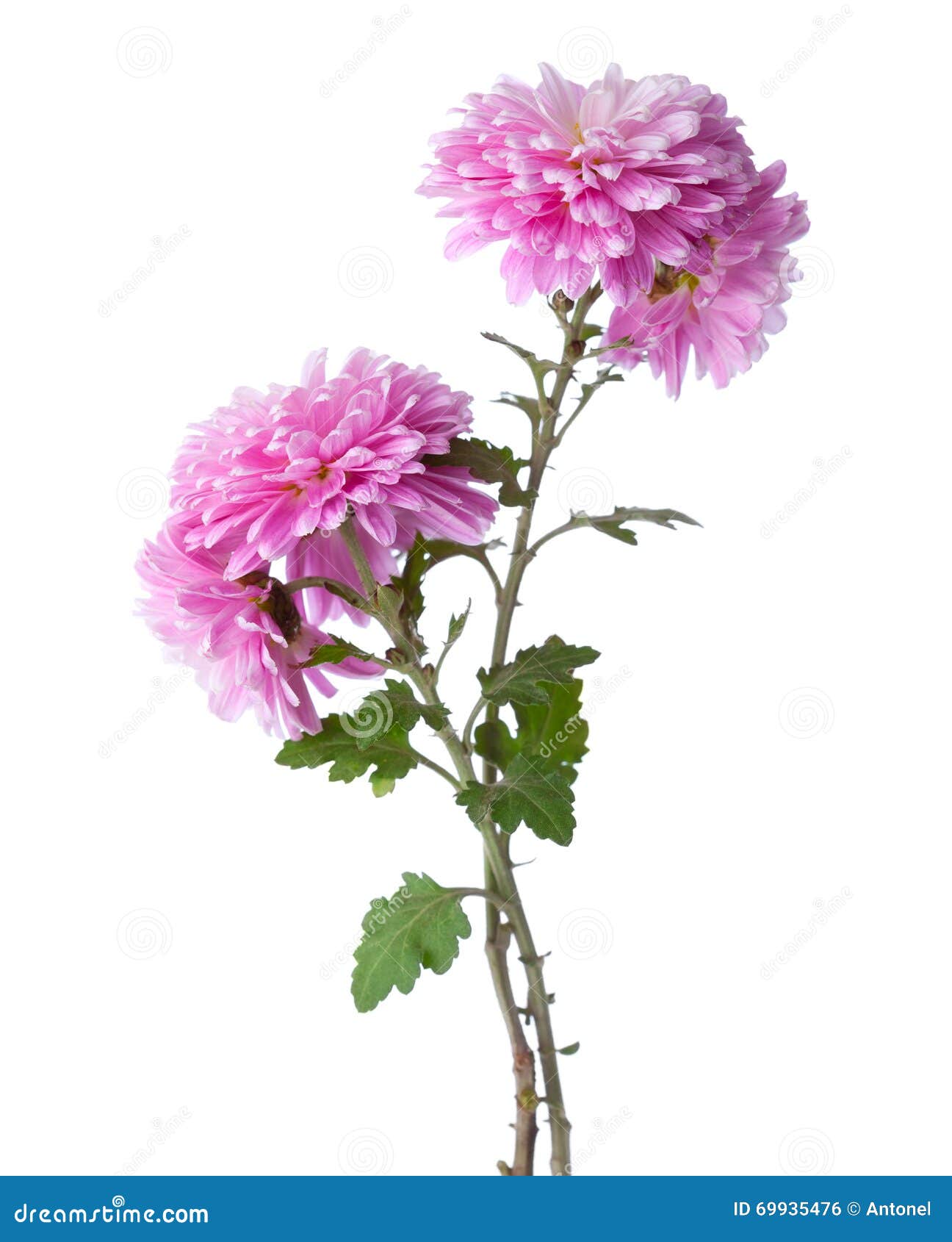 Two Branches with Flowers of Chrysanthemums Stock Photo - Image of flor ...