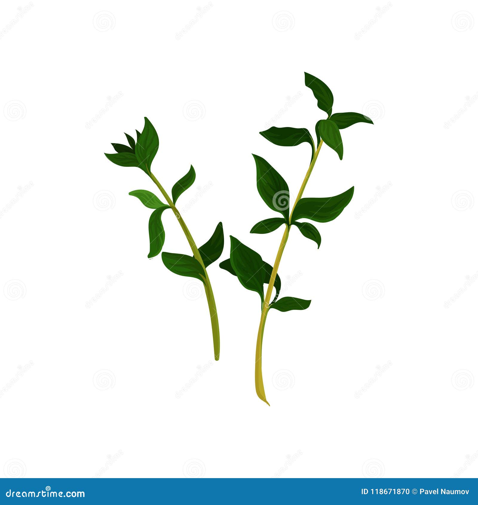 Two Branches of Thyme with Small Green Leaves. Aromatic Herb Used in