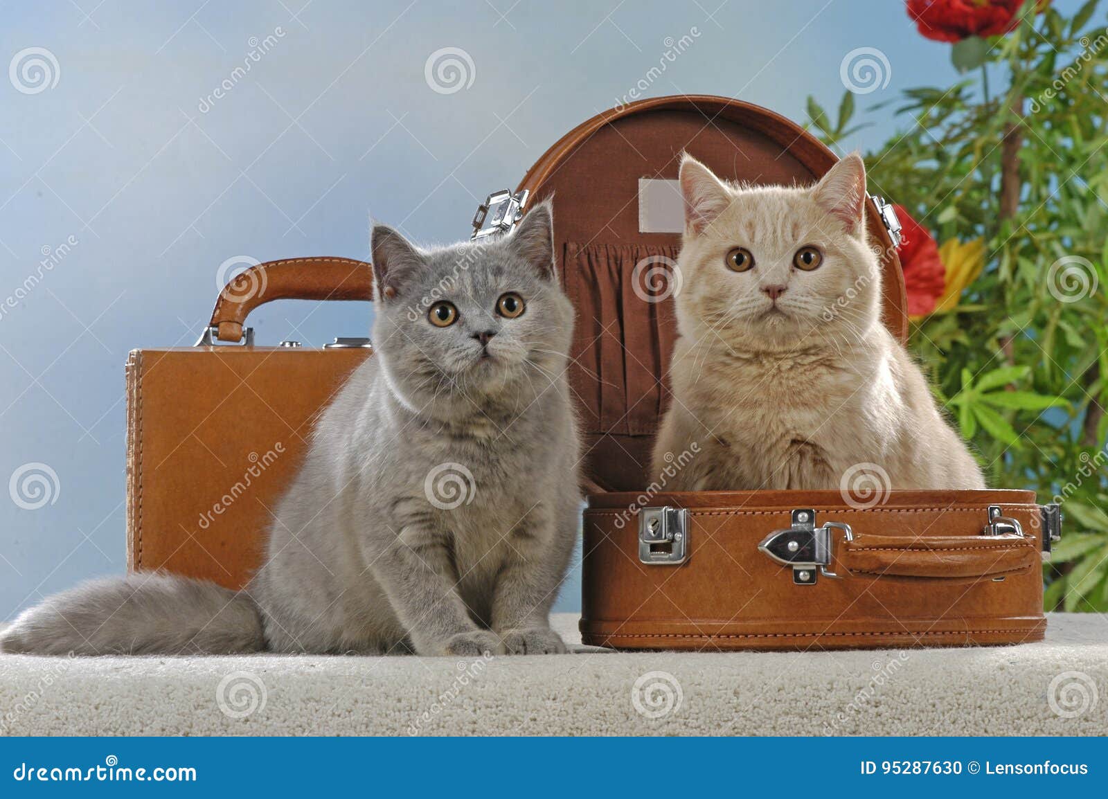 Two British Shorthair Cats in Suitcase Stock Photo Image of kitten