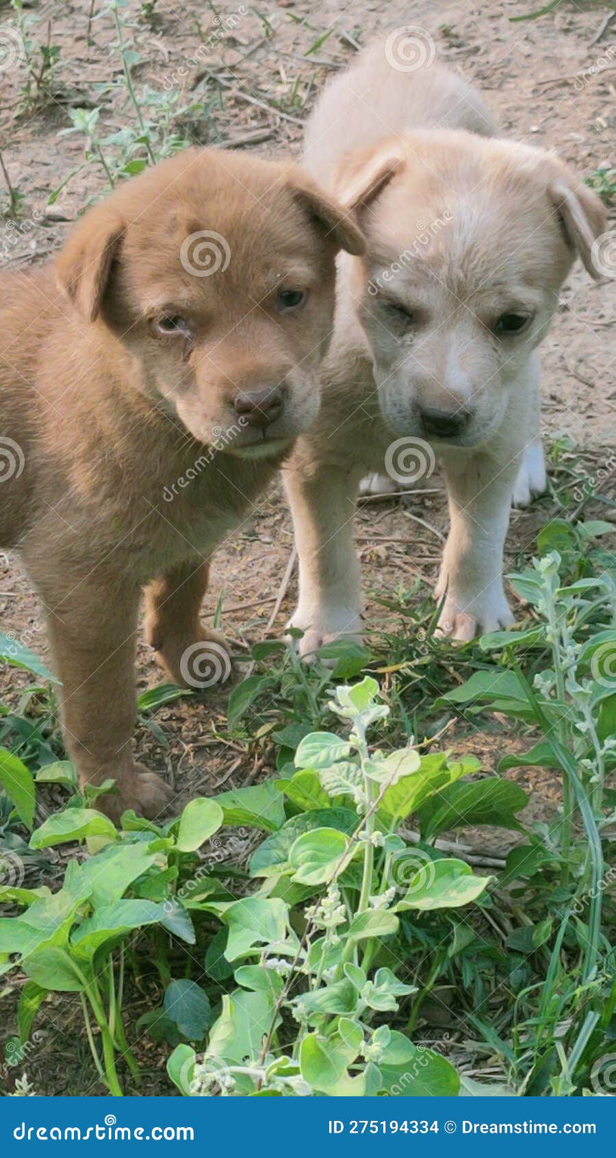 two brothers puppy click by me