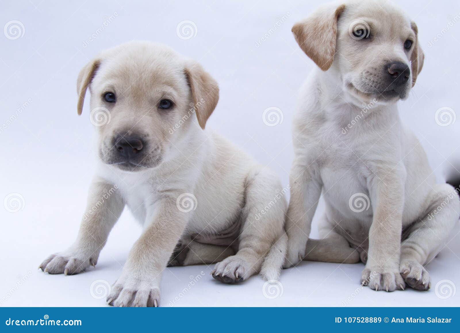 two brothers, white puppy on background white