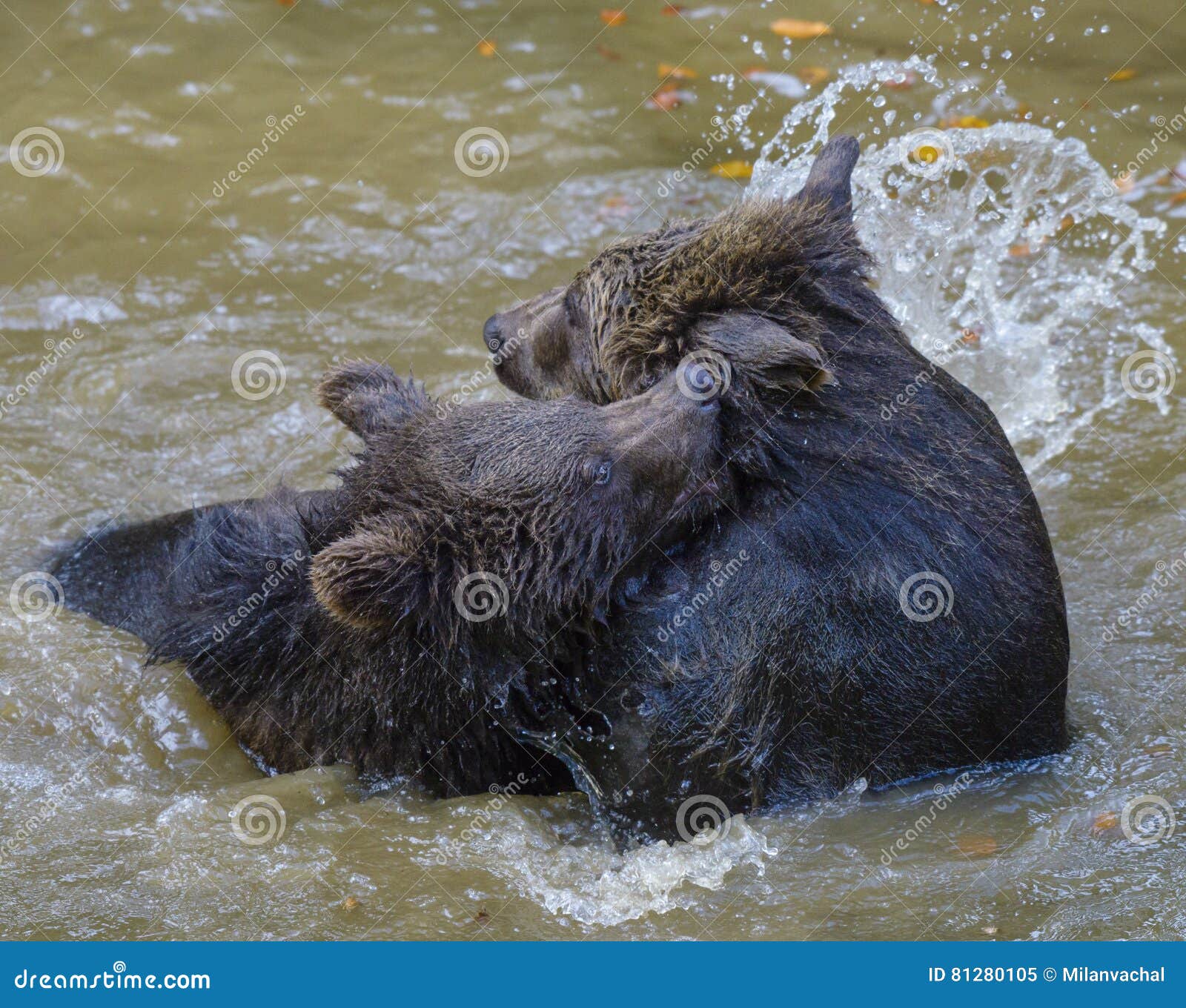 Two Brown Bear Cubs Play Fighting Stock Image Image Of Finnish