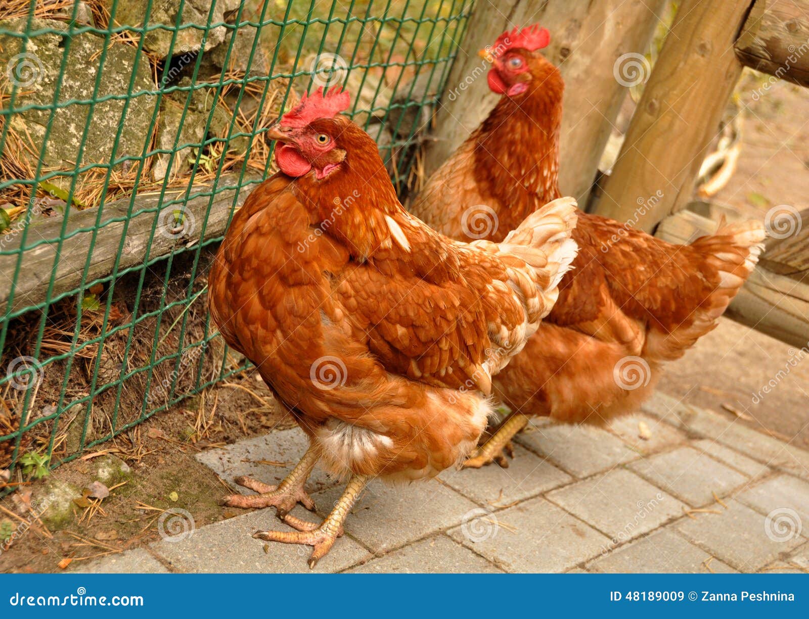 Two brown stock image. Image of domestic, agriculture 48189009