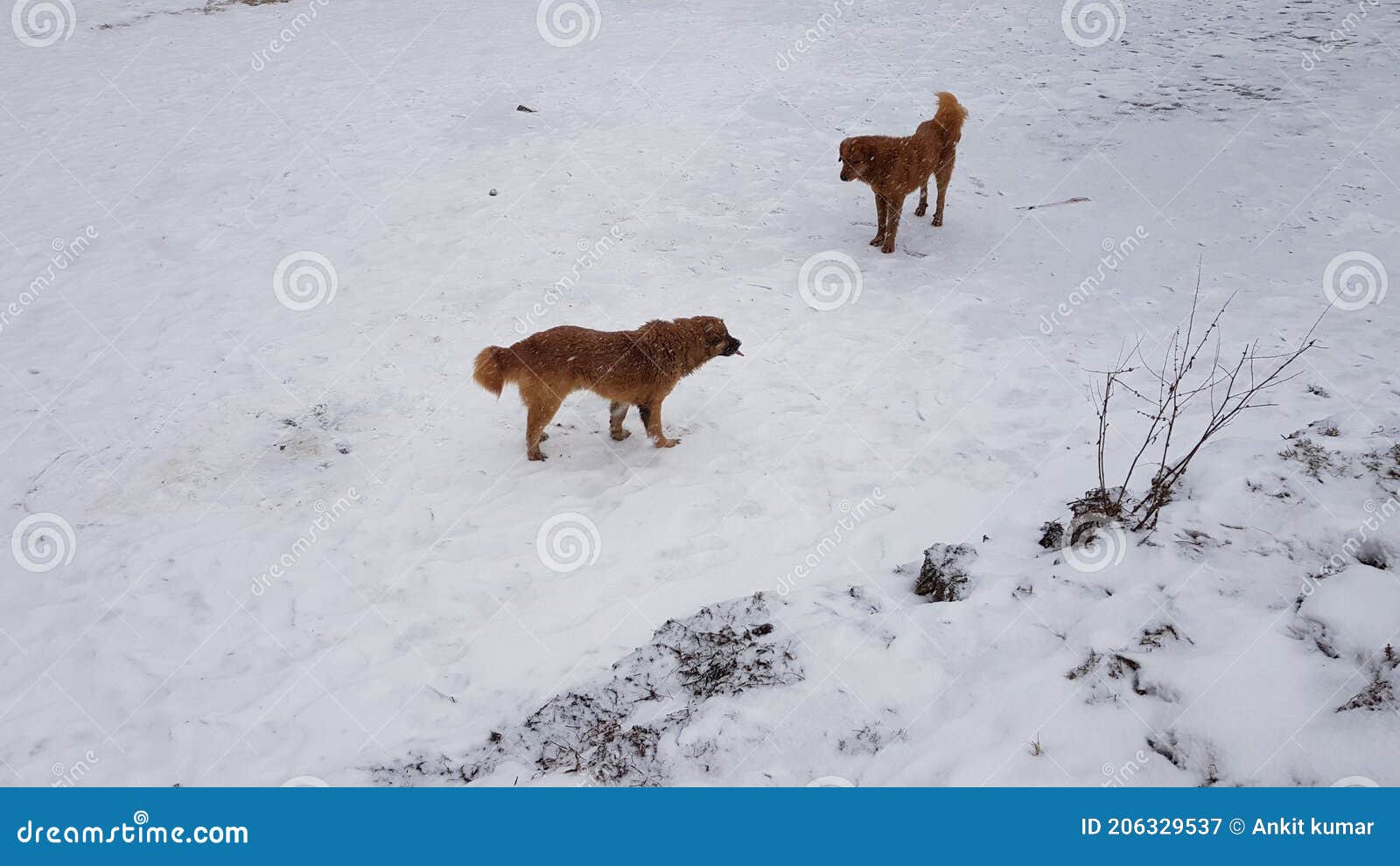 two brown dogs are playing on frozen lake juda ka tlab of mountain.