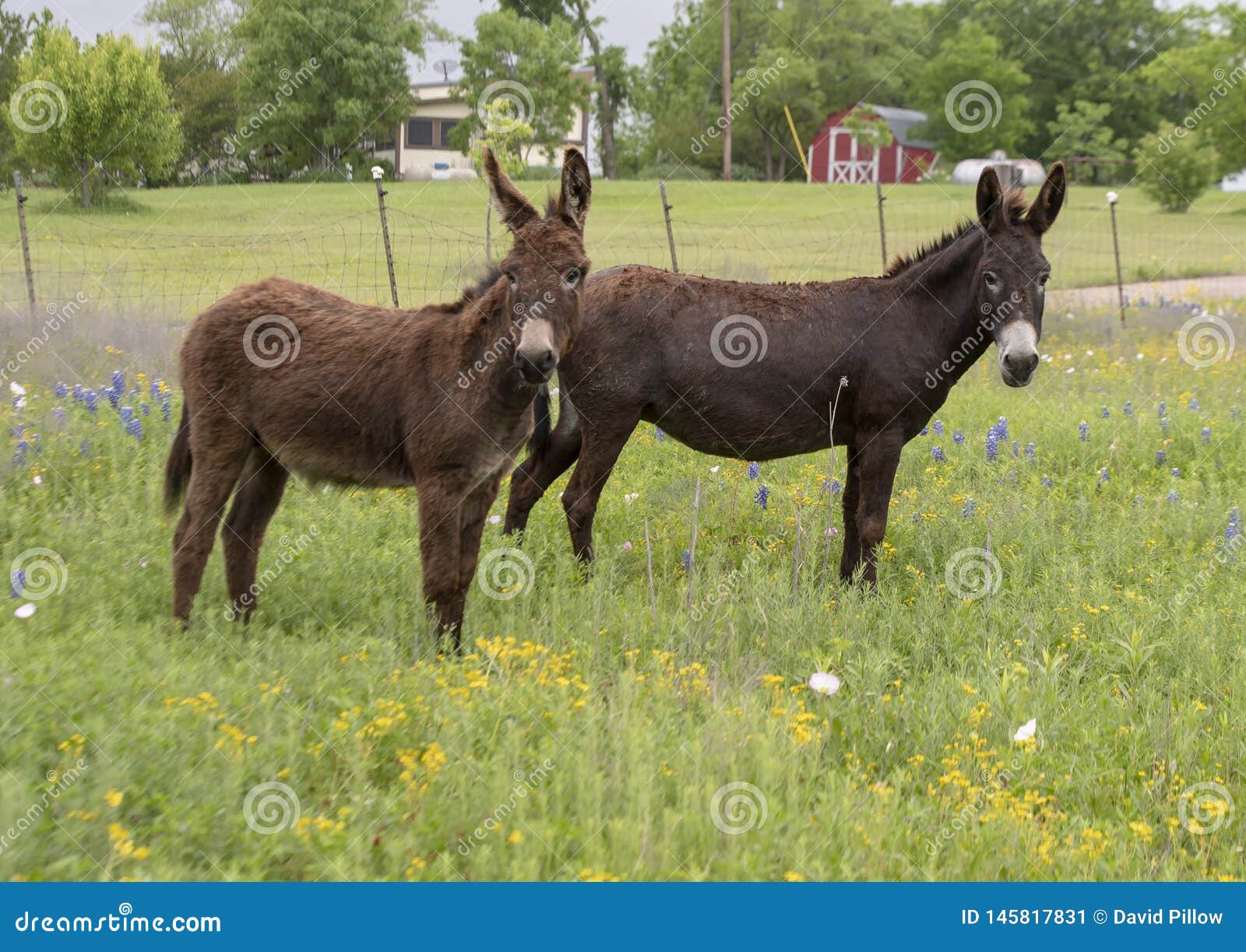 Two Brown Donkeys In Ennis Texas Stock Image Image Of Horse