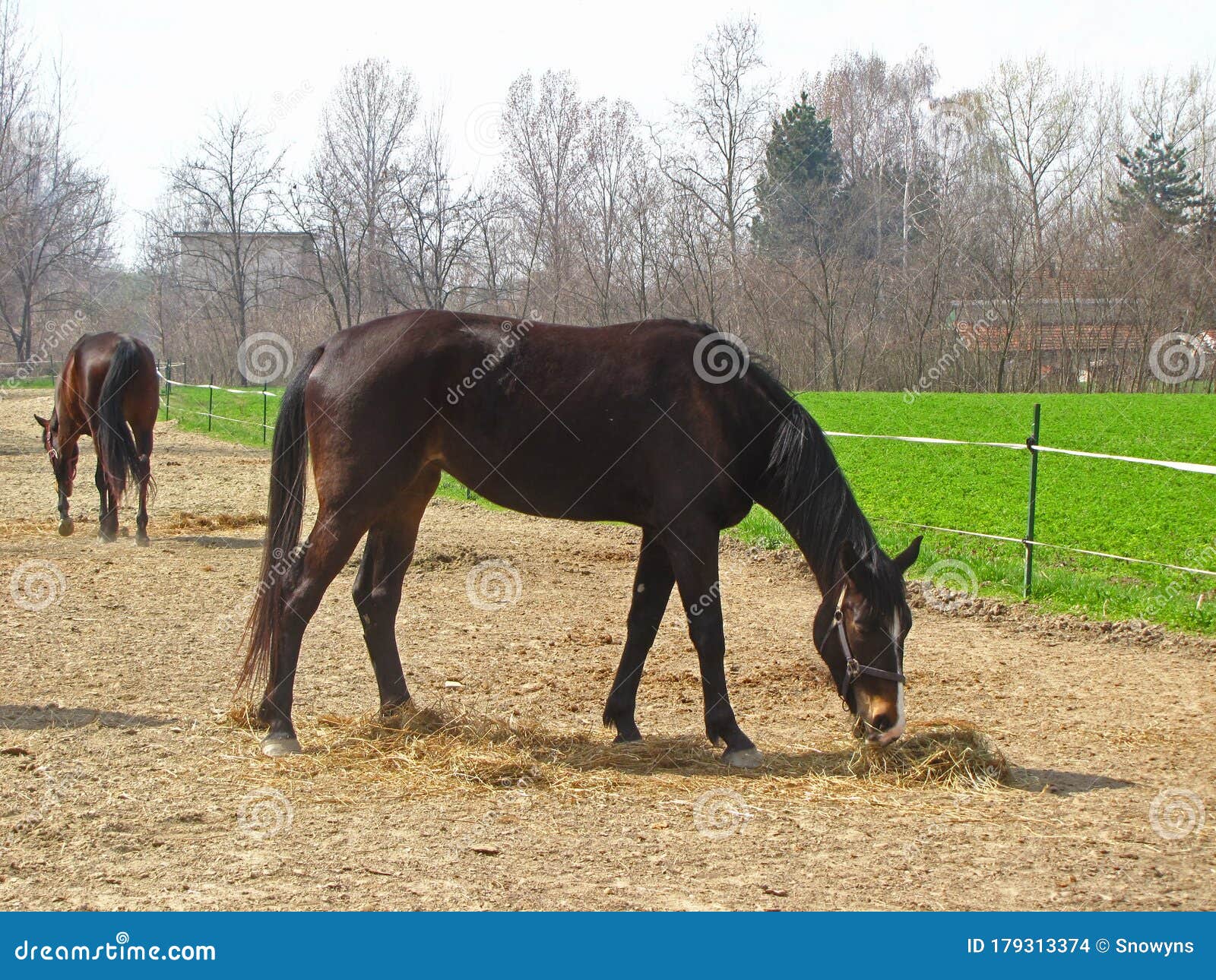 Two Brown Horses Eating and Chewing Hay from the Ground Stock Photo