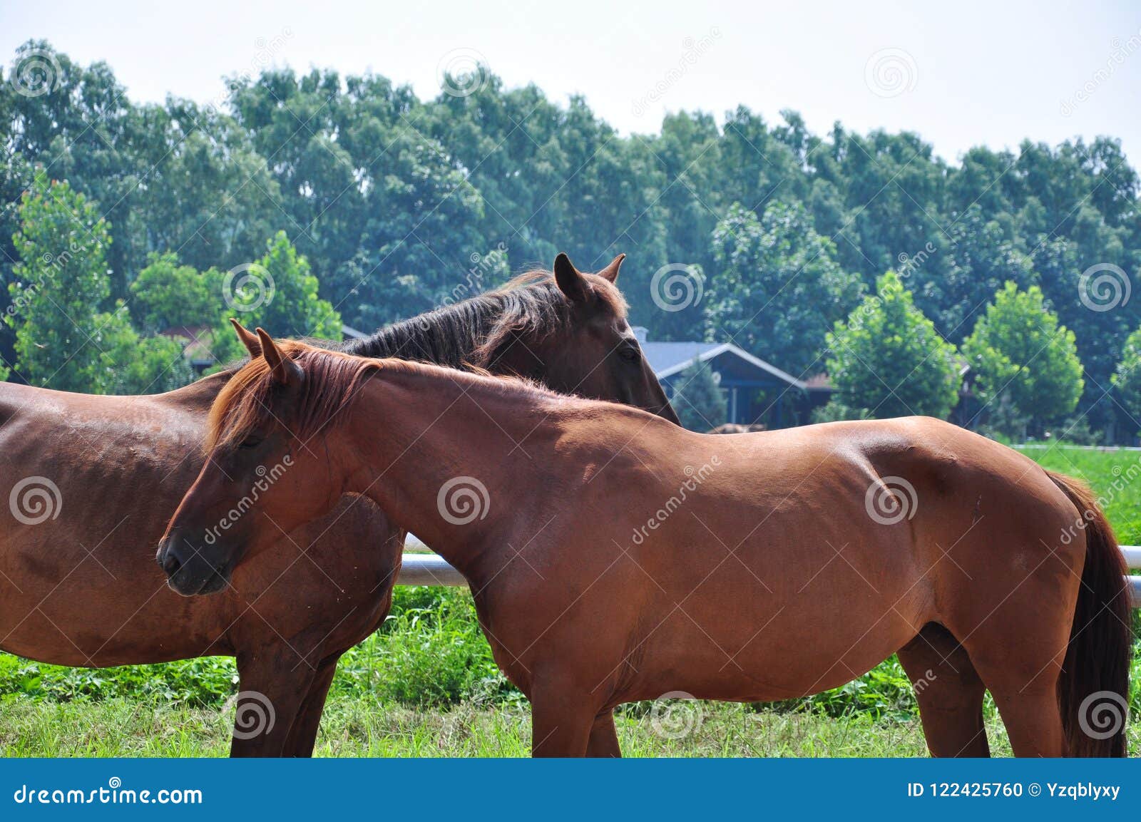 Two horses stock photo. Image of stand, horse, equestrian 122425760