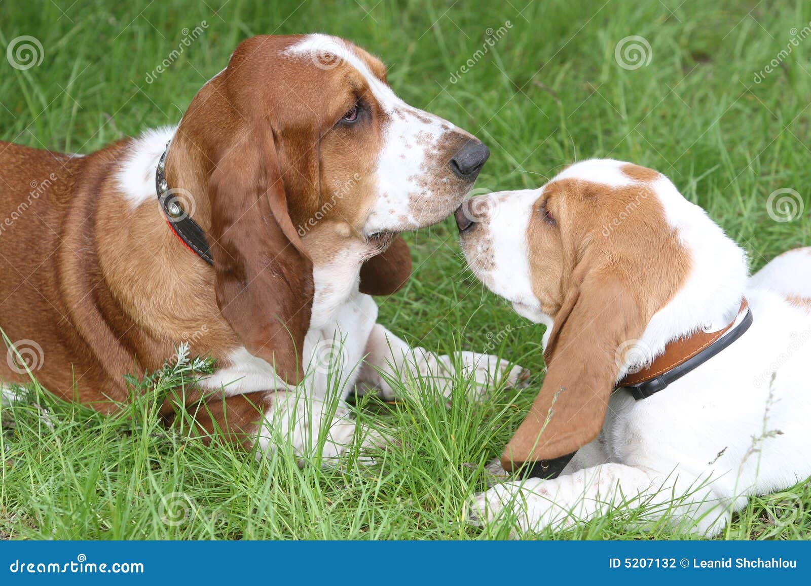 Two Brown Puppies Basset Hound Stock Photo Image of companion