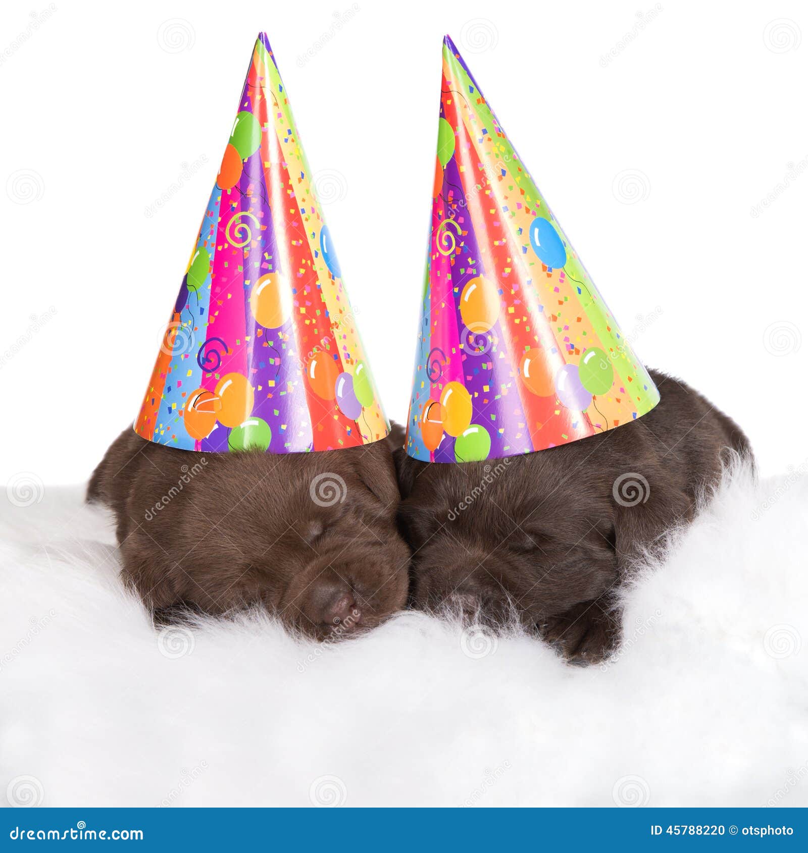 Two Brown Puppies In Party Hats Stock Photo - Image: 45788220