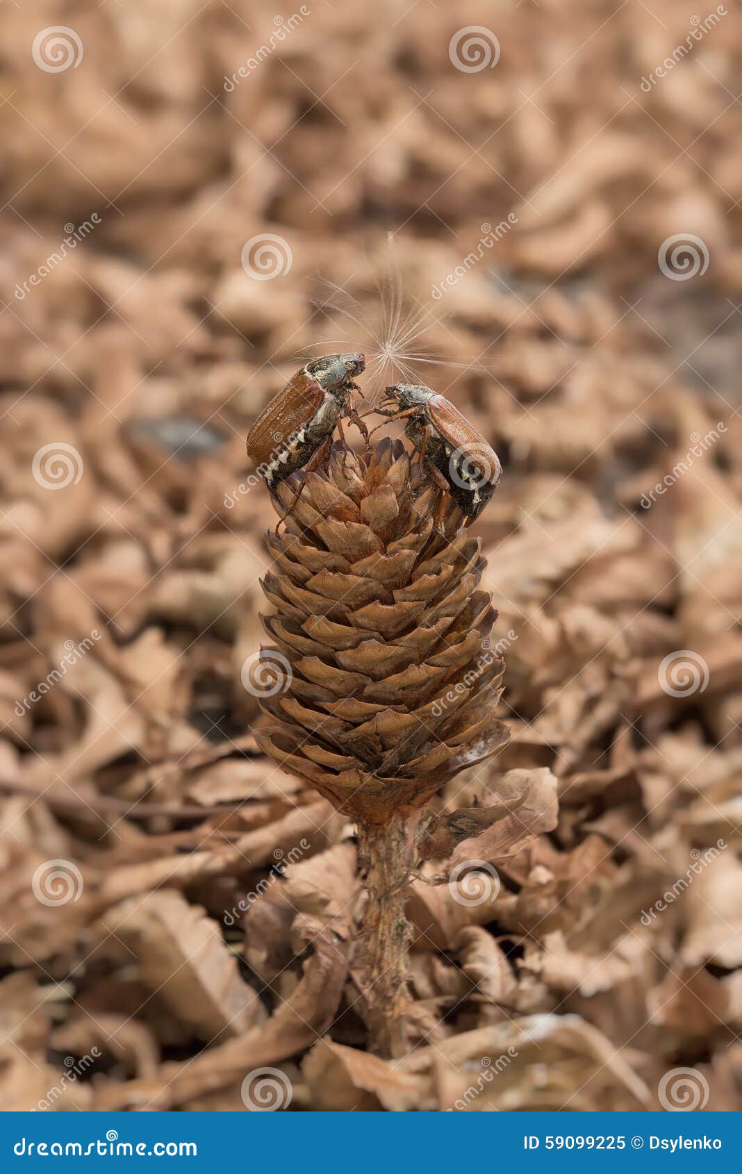 Two bugs on the bump stock image. Image of closeup, macro - 59099225