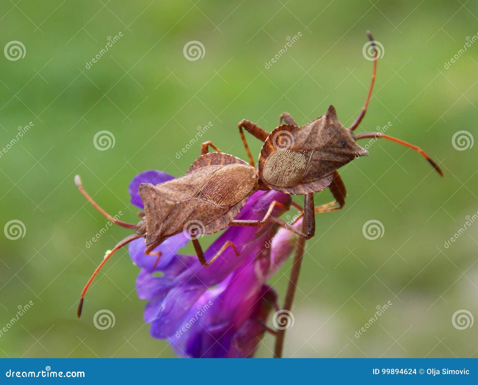 Two bugs stock photo. Image of macro, plant, small, insect 99894624