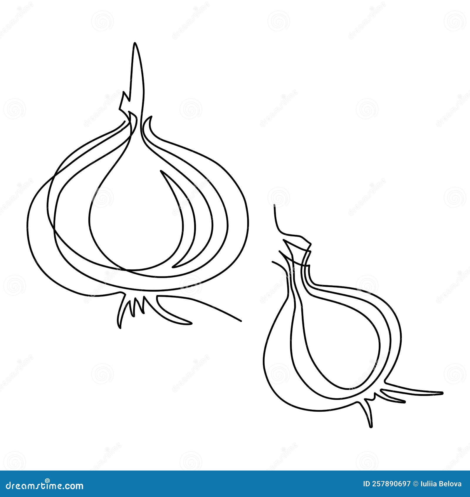 two bulbs of onions. harvest. continuous line drawing.  