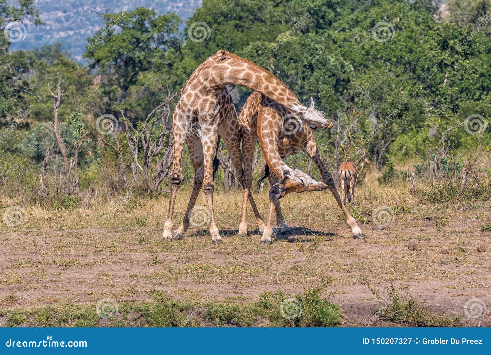 two bull giraffes, , fighting with their neck, called necking
