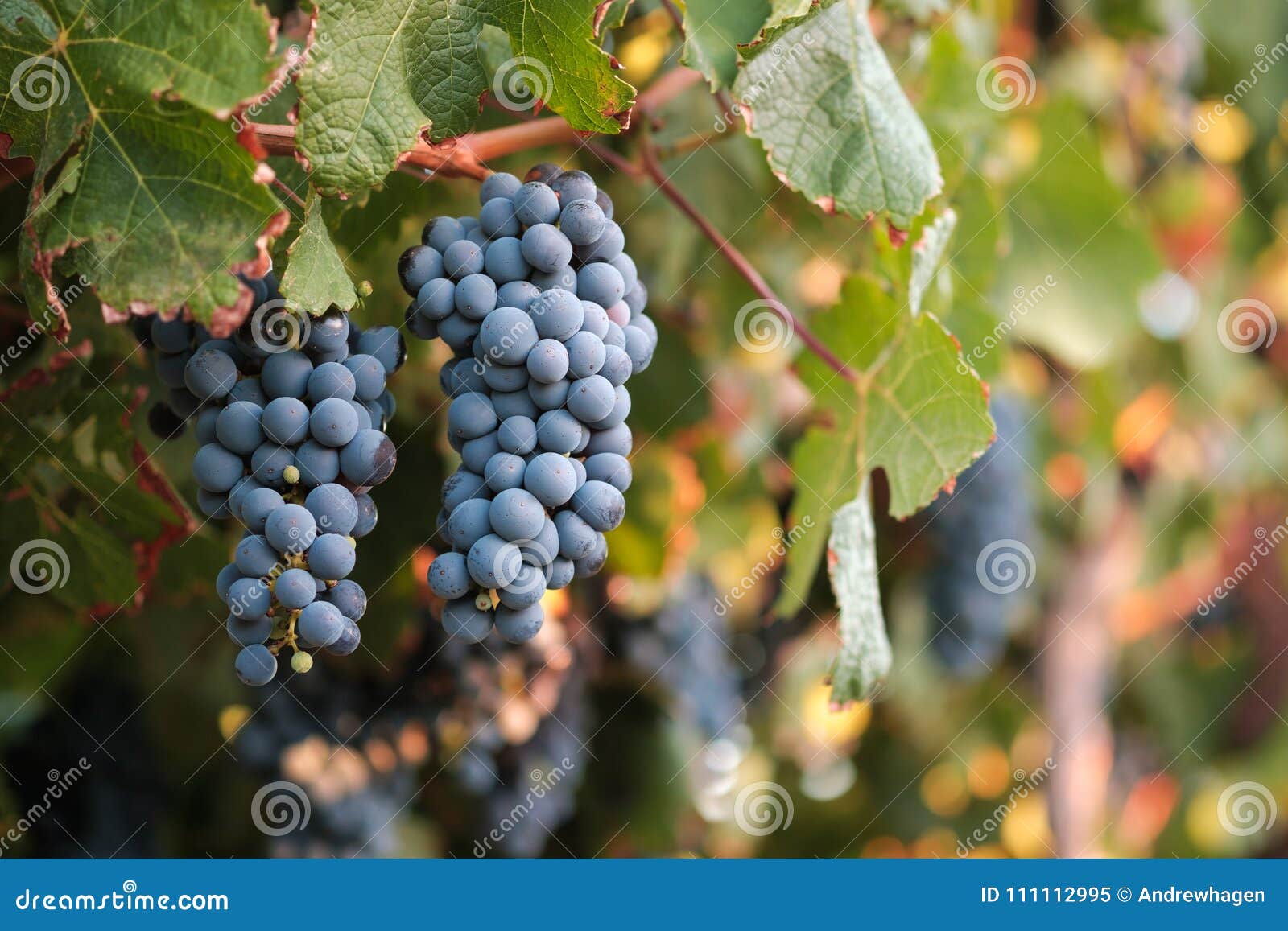 two bunches of syrah grapes on vine at sunset