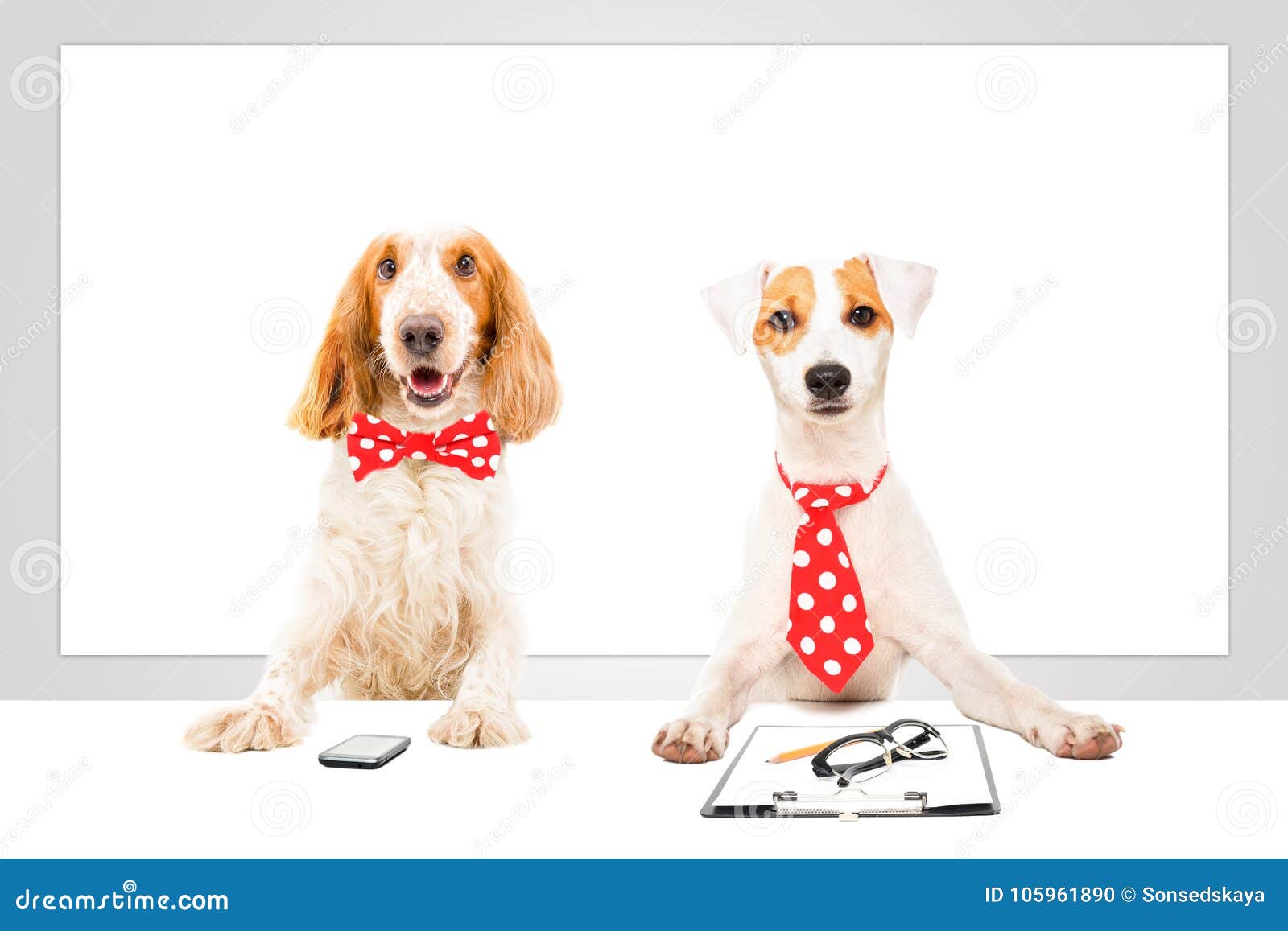 Two business dogs stock photo. Image of humorous, closeup 105961890