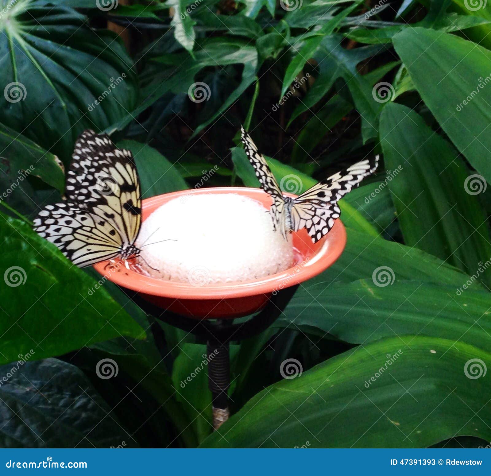 Two Butterflies drinking stock image. Image of leuconoe 47391393