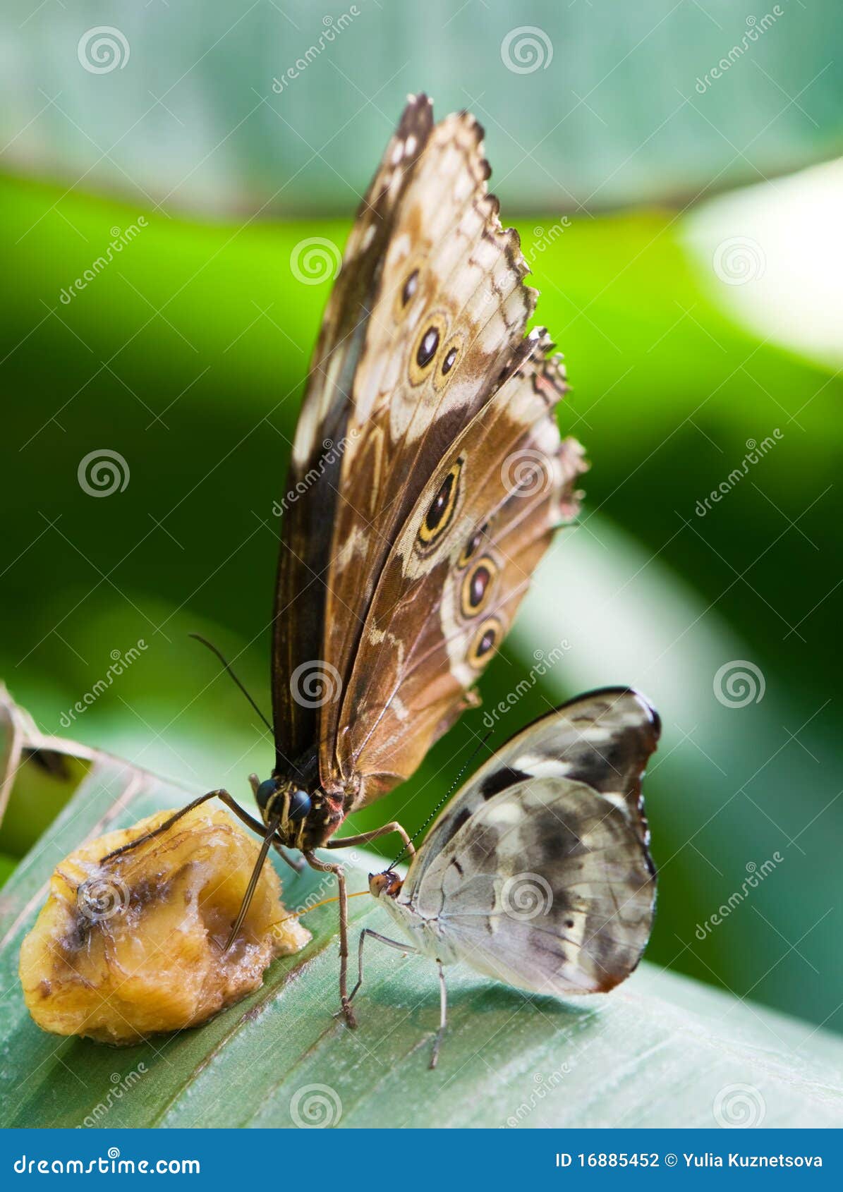 Two Butterflies Eating Fruit Stock Photo Image of fragility, fruit 16885452
