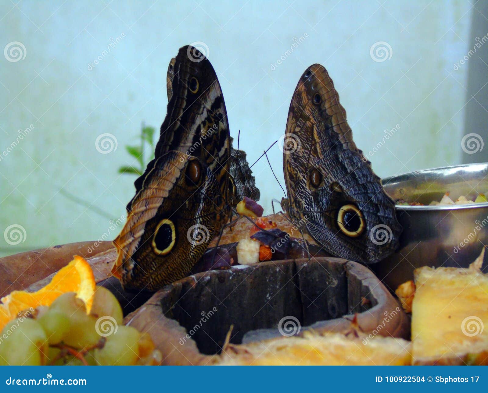Two Butterflies Feeding on Fruit Stock Photo Image of animal, fruit