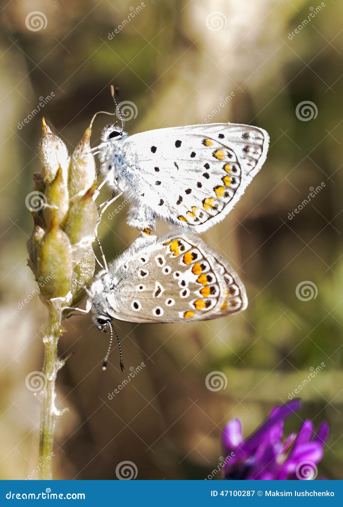 Two Butterflies in the Mating Season Stock Image Image of period