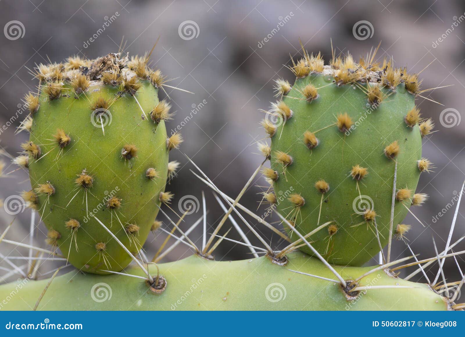 Two Cactus Leave Stock Photos Free & RoyaltyFree Stock Photos from
