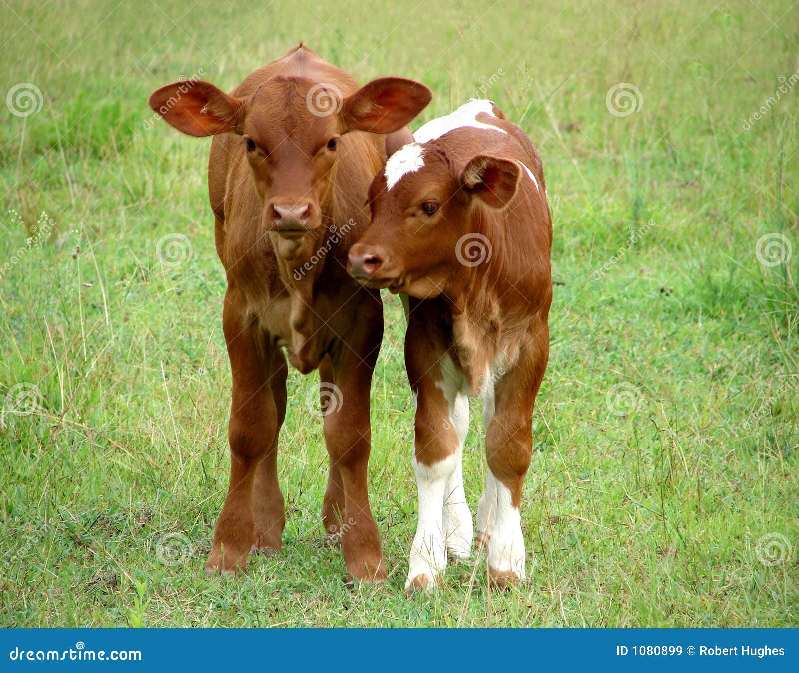 Calves Stock Images - Download 7,073 Royalty Free Photos