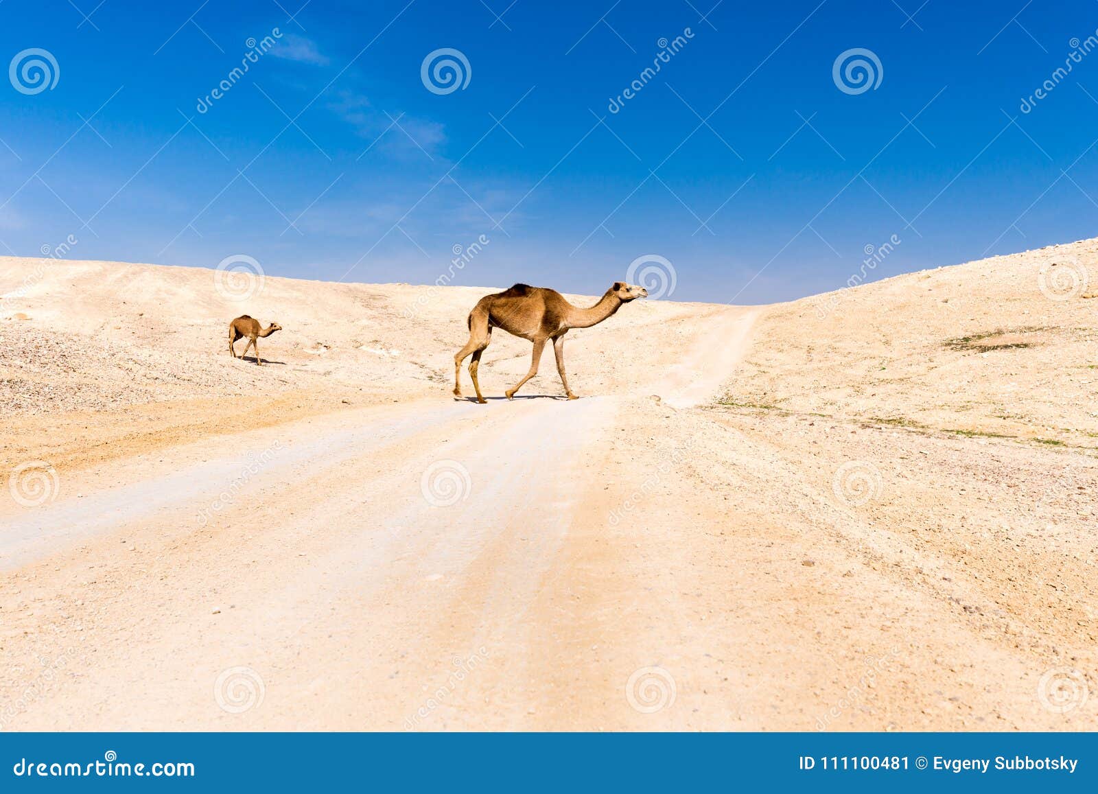 two camels crossing desert road pasturing, dead sea, israel.