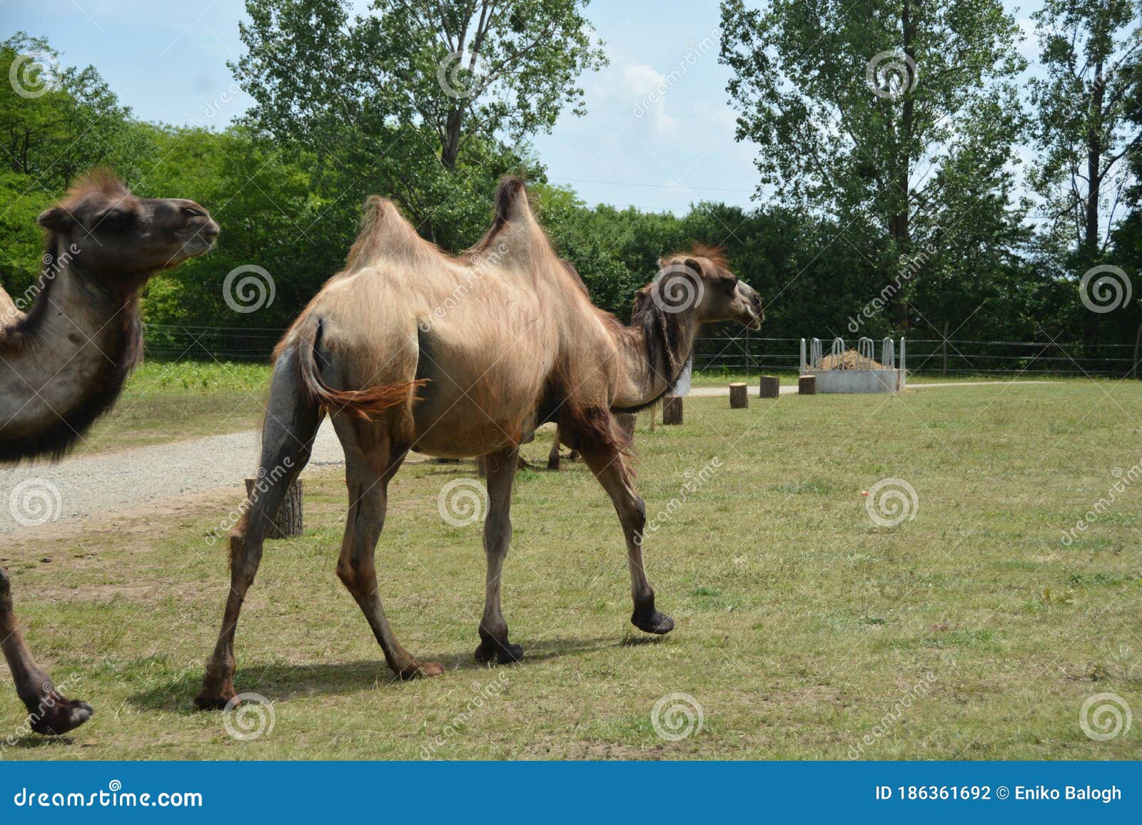 Two Camels in a Safari Park Stock Photo - Image of animal, hungry ...