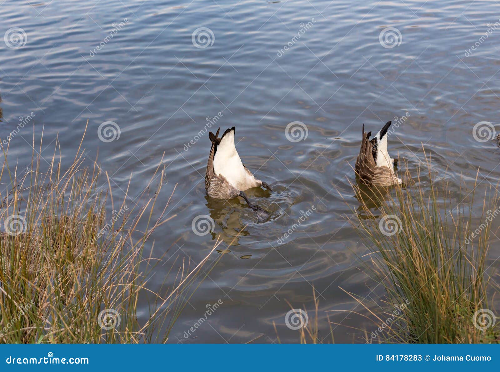 two canadian geese, bottoms up in the lake.