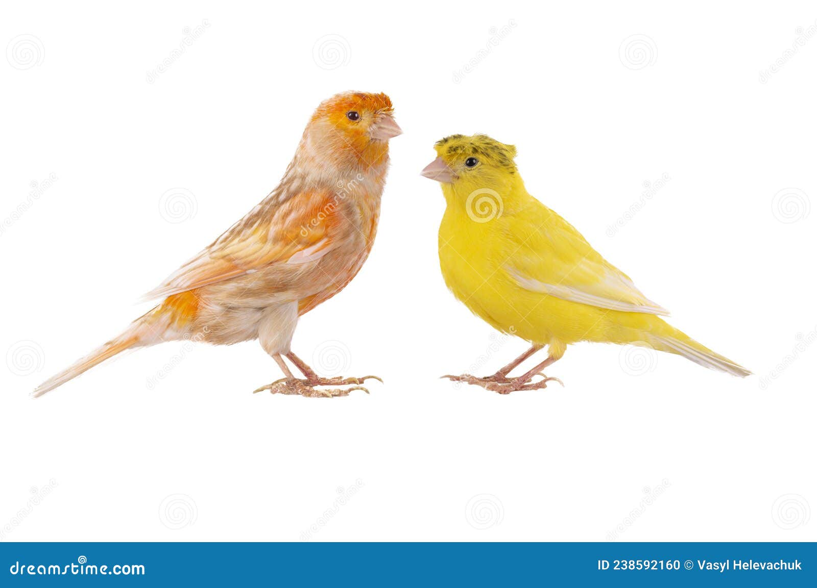 two canaries  on white