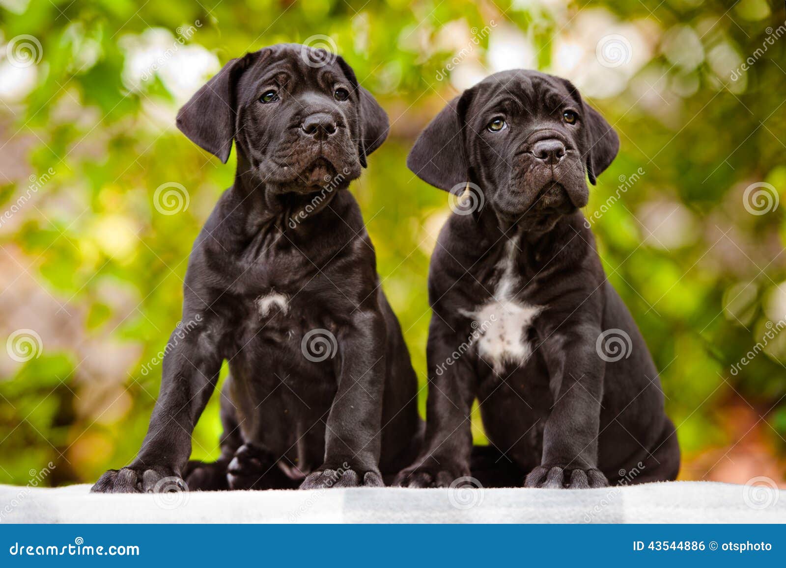 Two cane corso puppies stock photo. Image of wrinkly 43544886