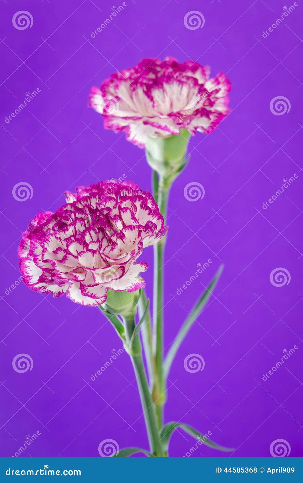 Two Carnation Flowers Design on Purple Background Stock Photo Image