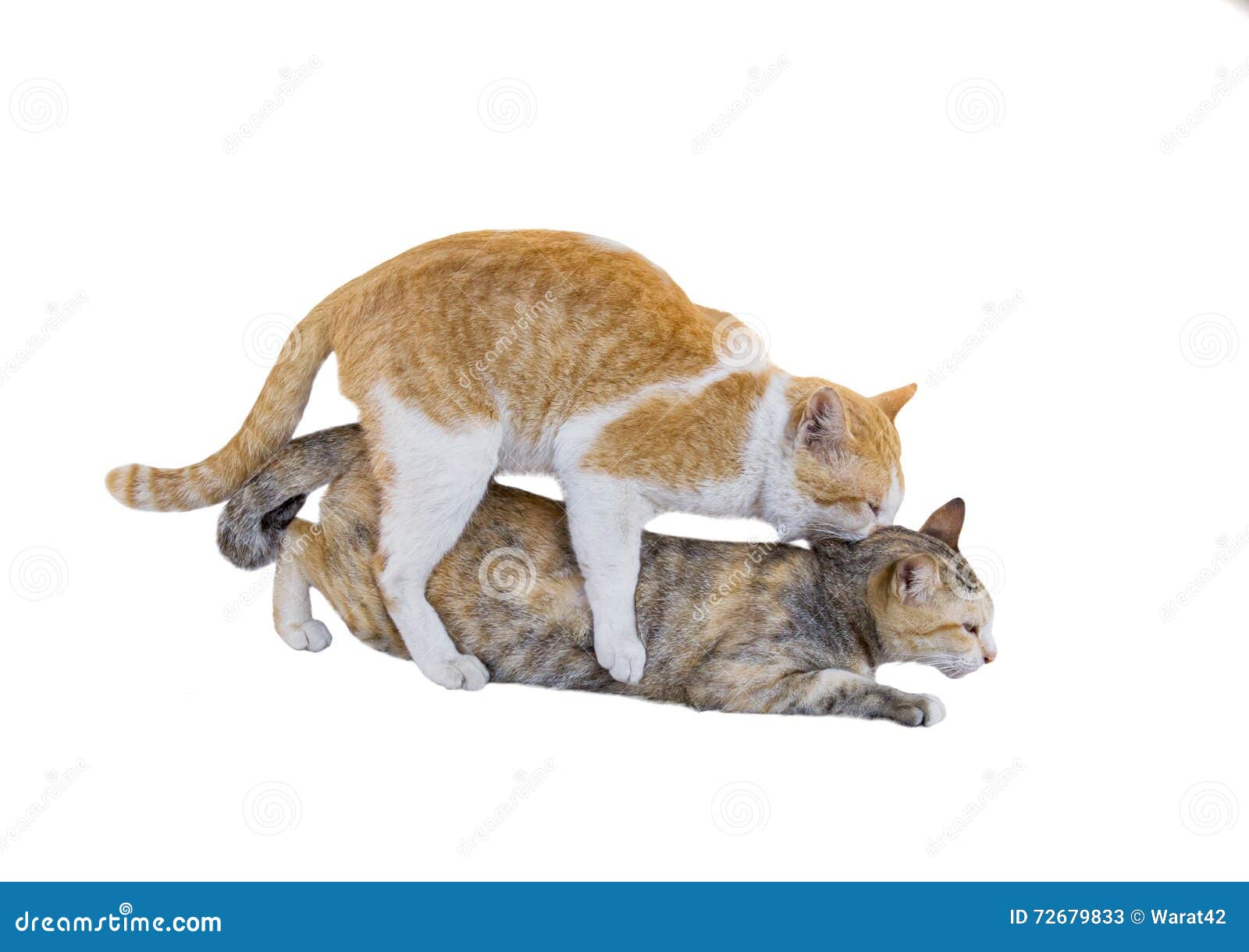 Two Cat Mating on Background Stock Image - Image of pair, environment:  72679833