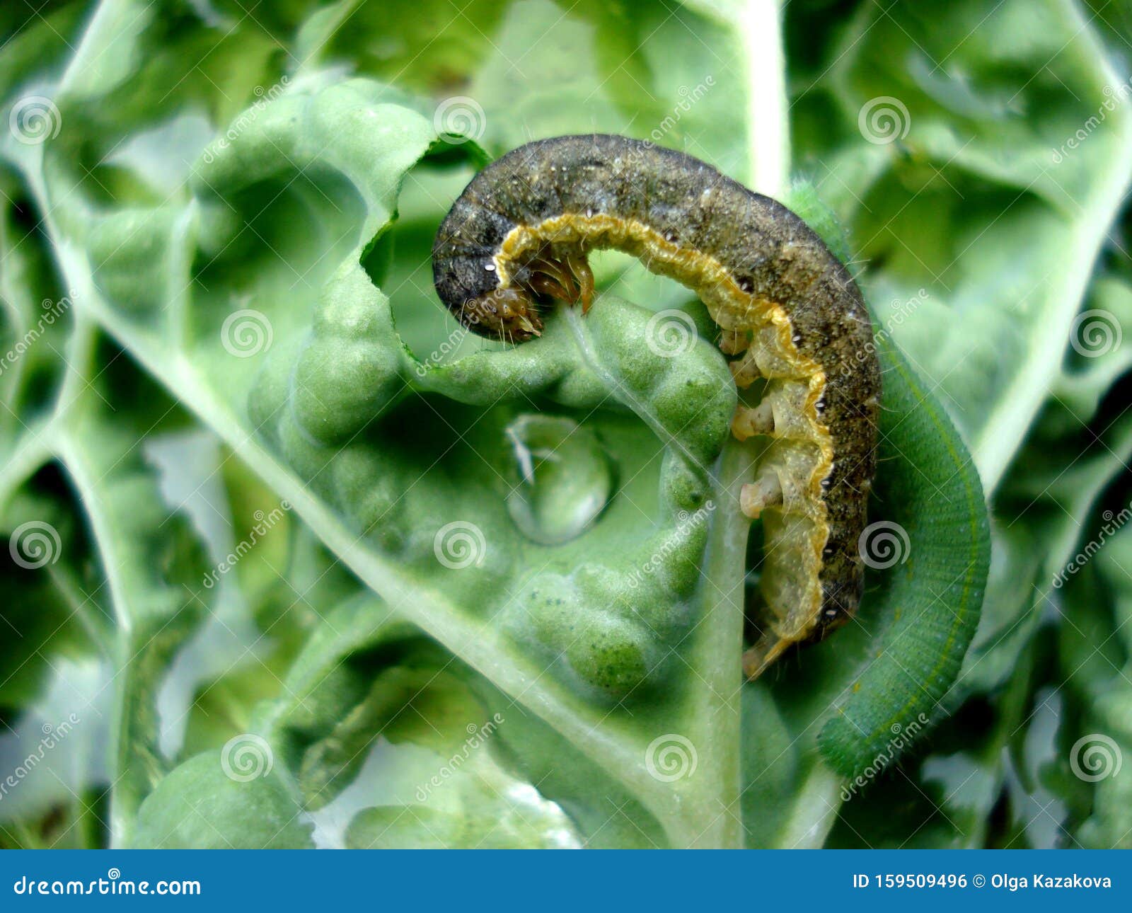 Two Caterpillars Eat Cabbage Leaf. Macro Shooting. Stock Photo Image