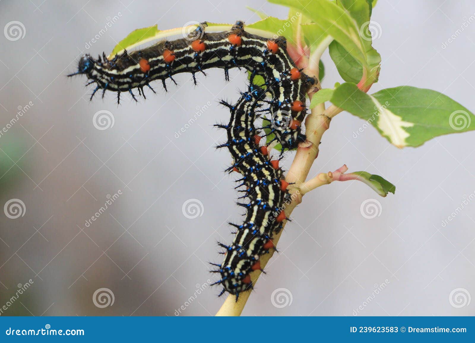 Two Caterpillars Eating Leaves Stock Image Image of leaf, animal