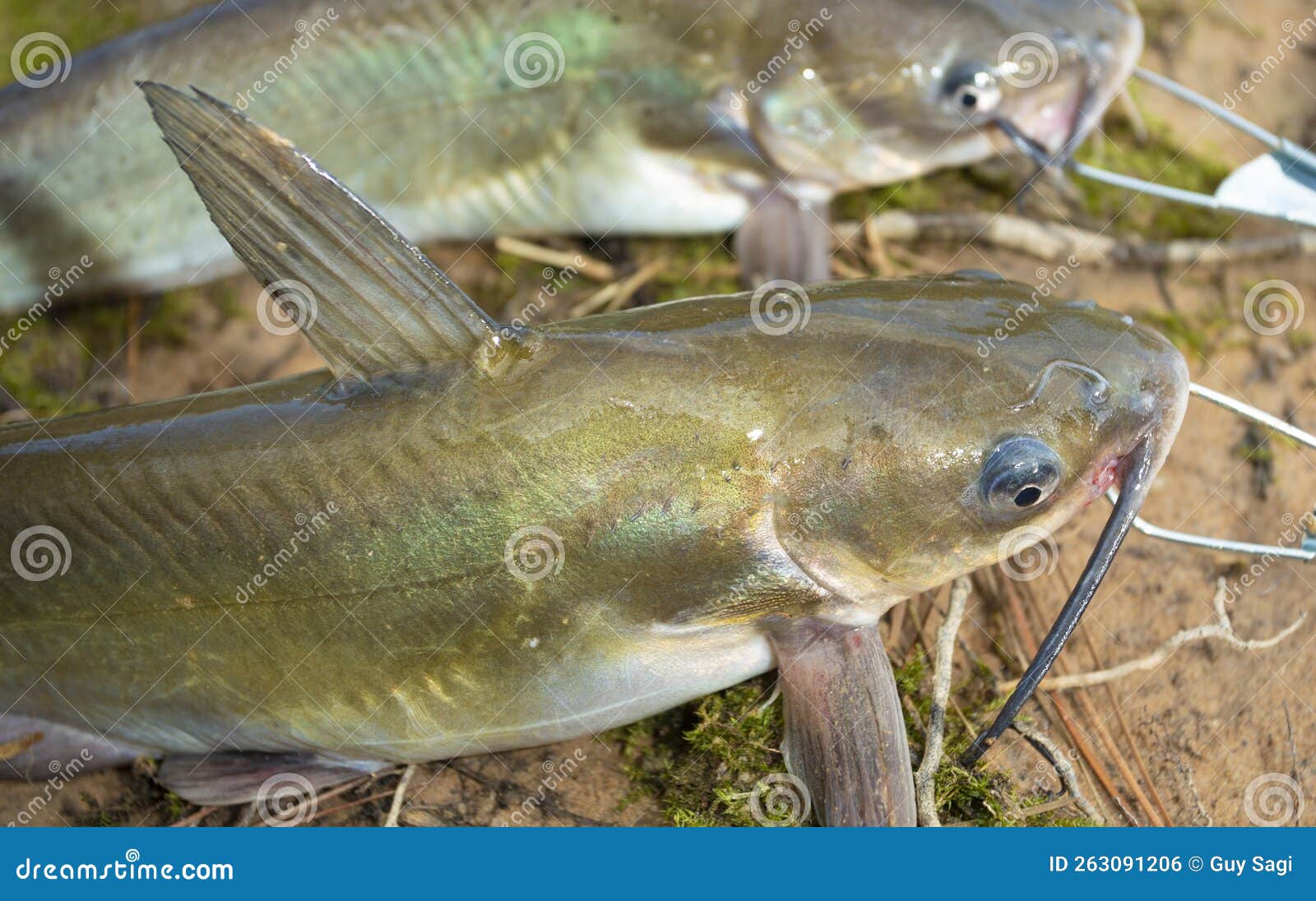 Pair of Catfish on a Stringer Stock Photo Image of caught, slime 263091206