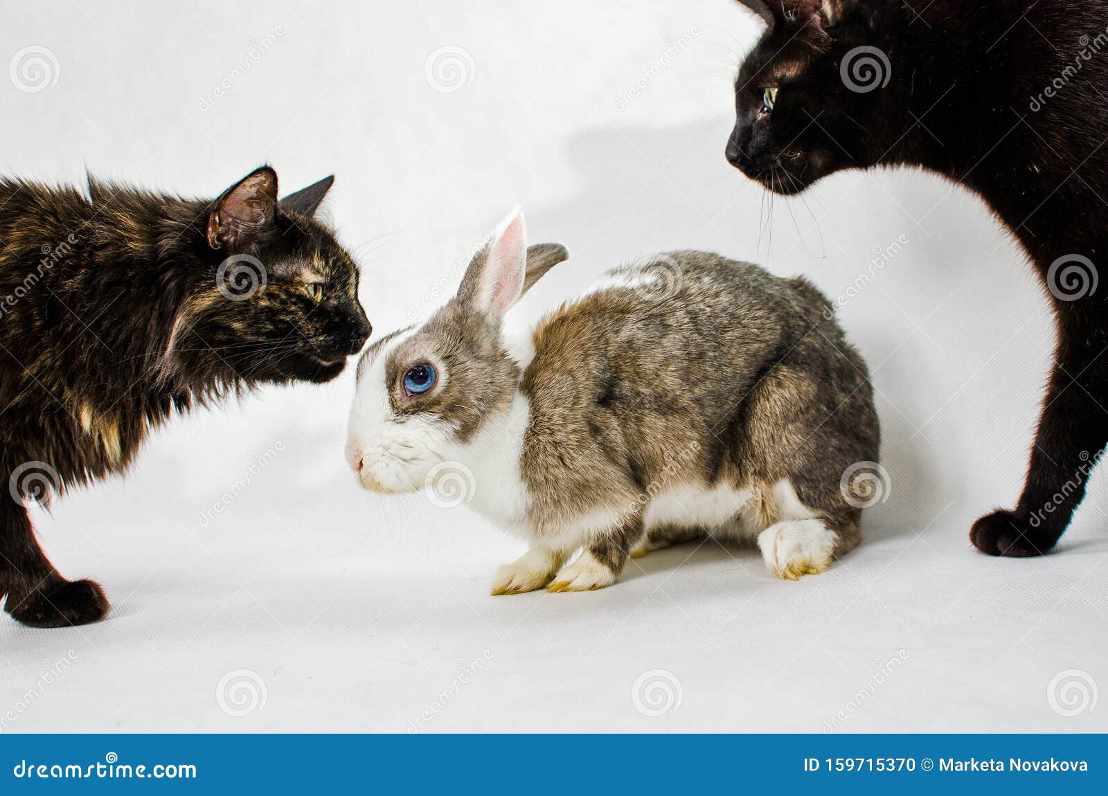 Two Cats Around Dwarf Rabbit Sniffing on it Stock Photo Image of easter, eyes 159715370