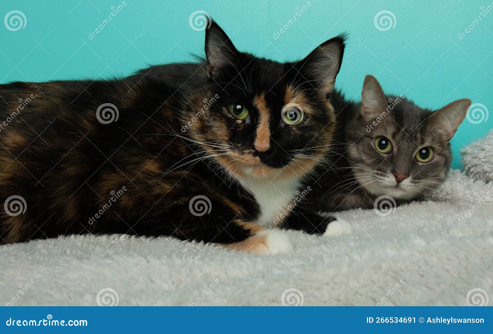 Two Cats Calico and Grey Tabby with Green Eyes Portrait Stock Image ...