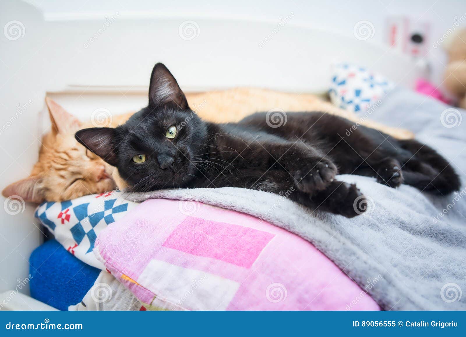 Two Cats Falling Asleep Together Stock Image Image of couple, kitty 89056555