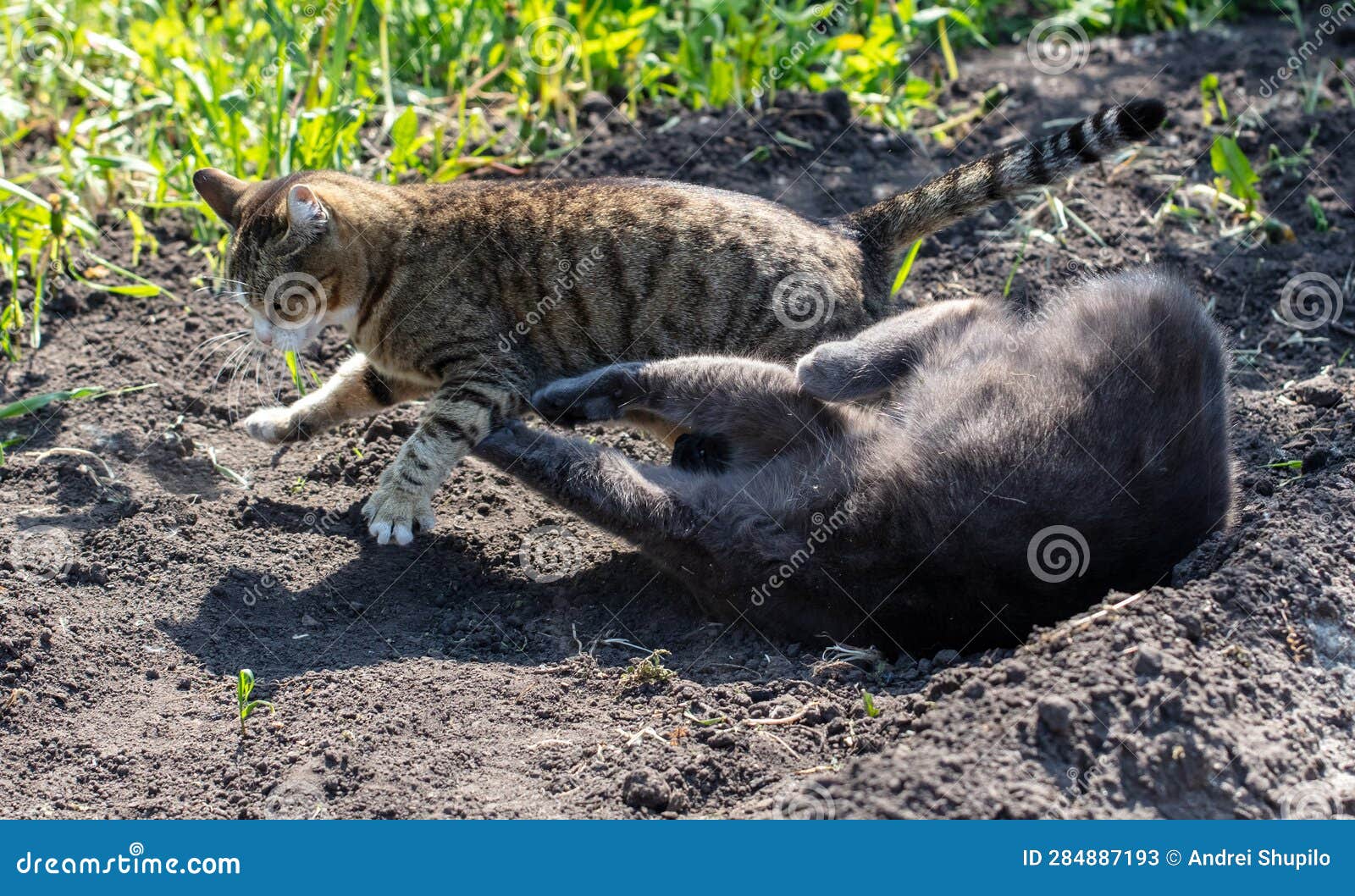 Two Cats Fight on the Ground in Nature Stock Image Image of happy, kitty 284887193