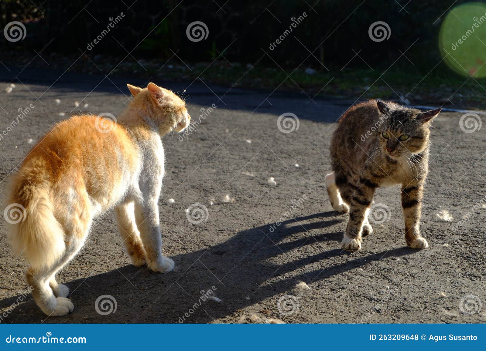 Two Cats are Getting into a Fight Stock Photo Image of aggression