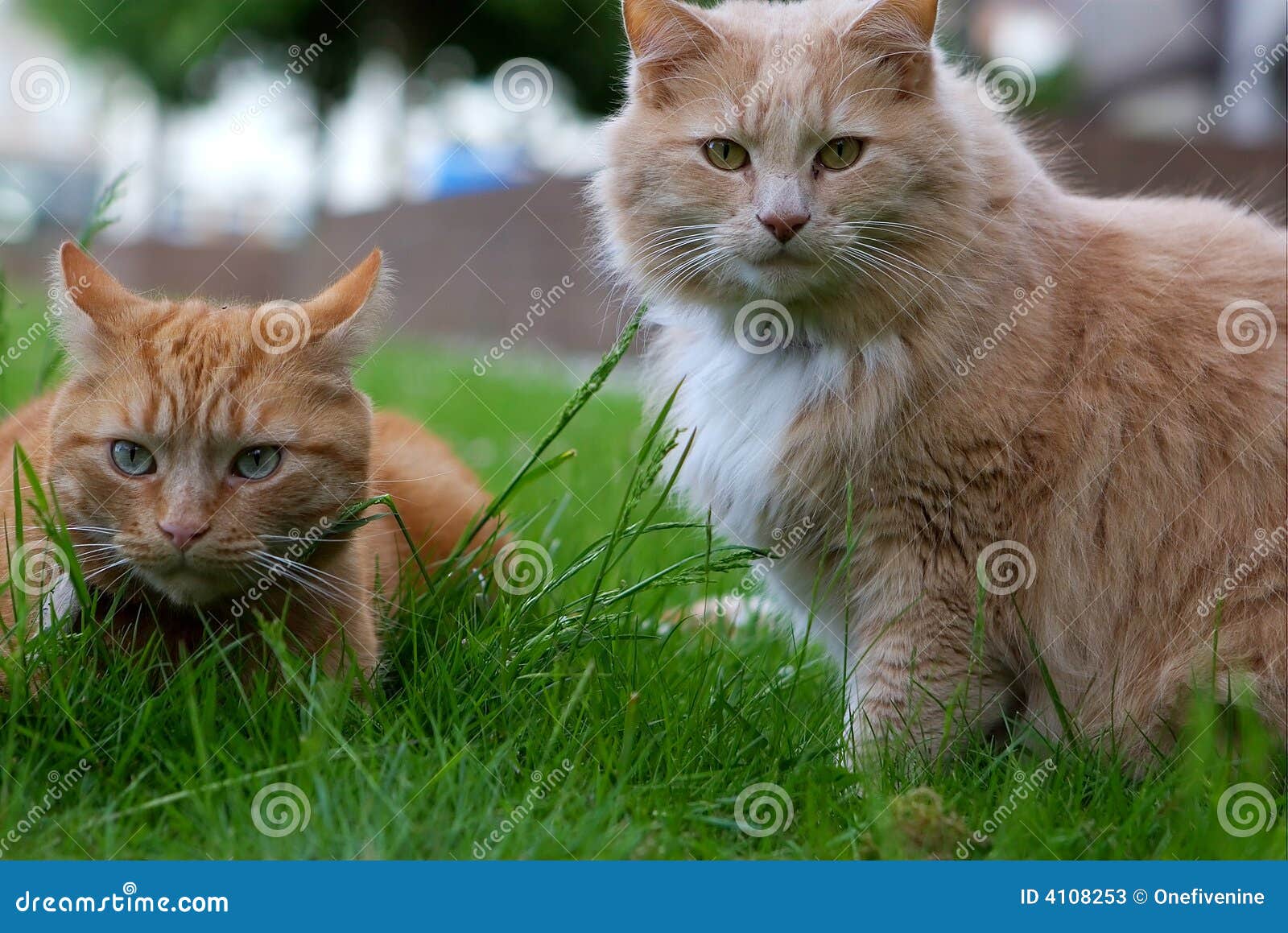 two cats ginger and cream