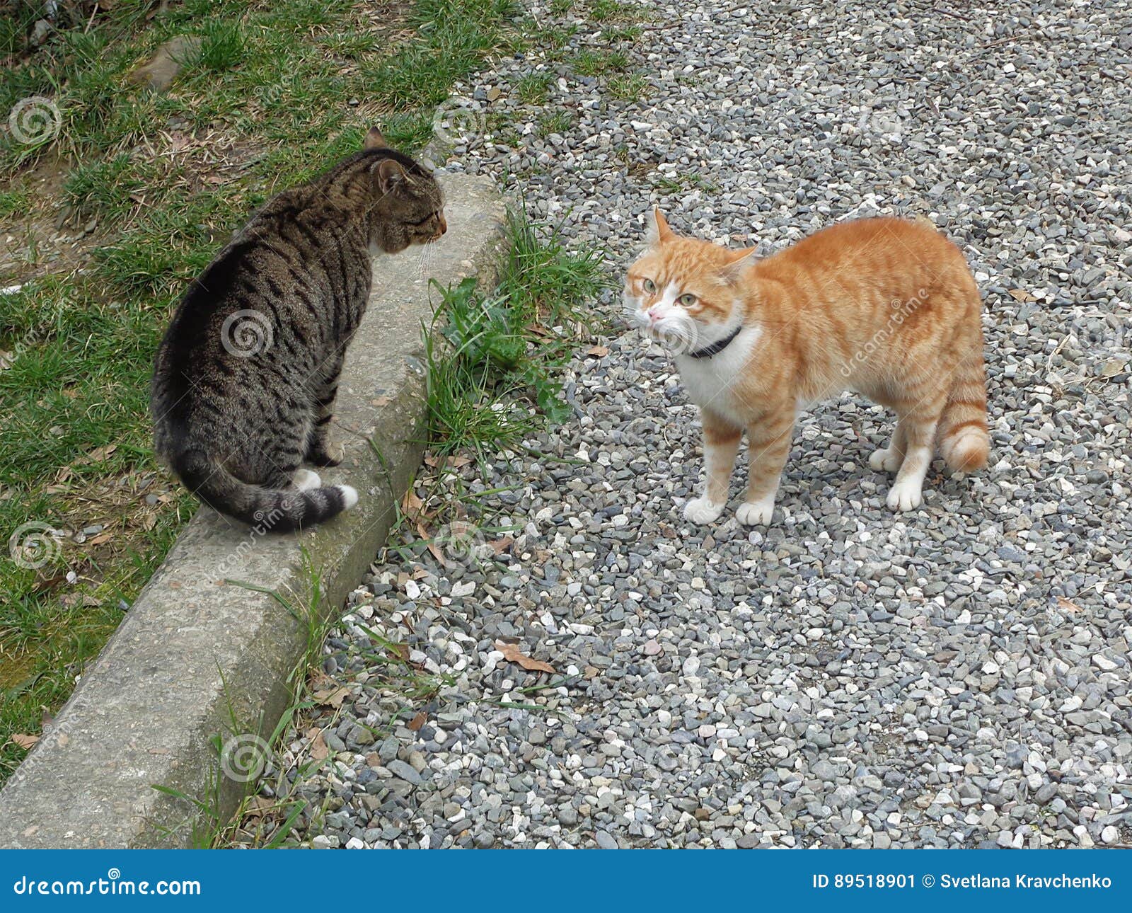 Two cats on gravel road stock image. Image of nature 89518901
