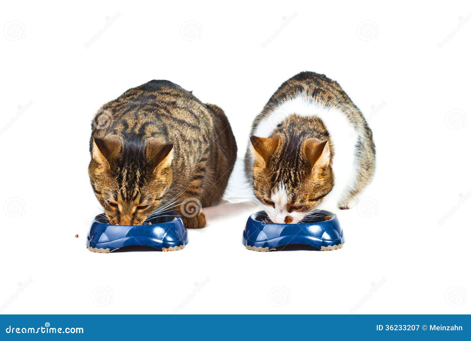 Two cats have their meal stock image. Image of fluffy 36233207