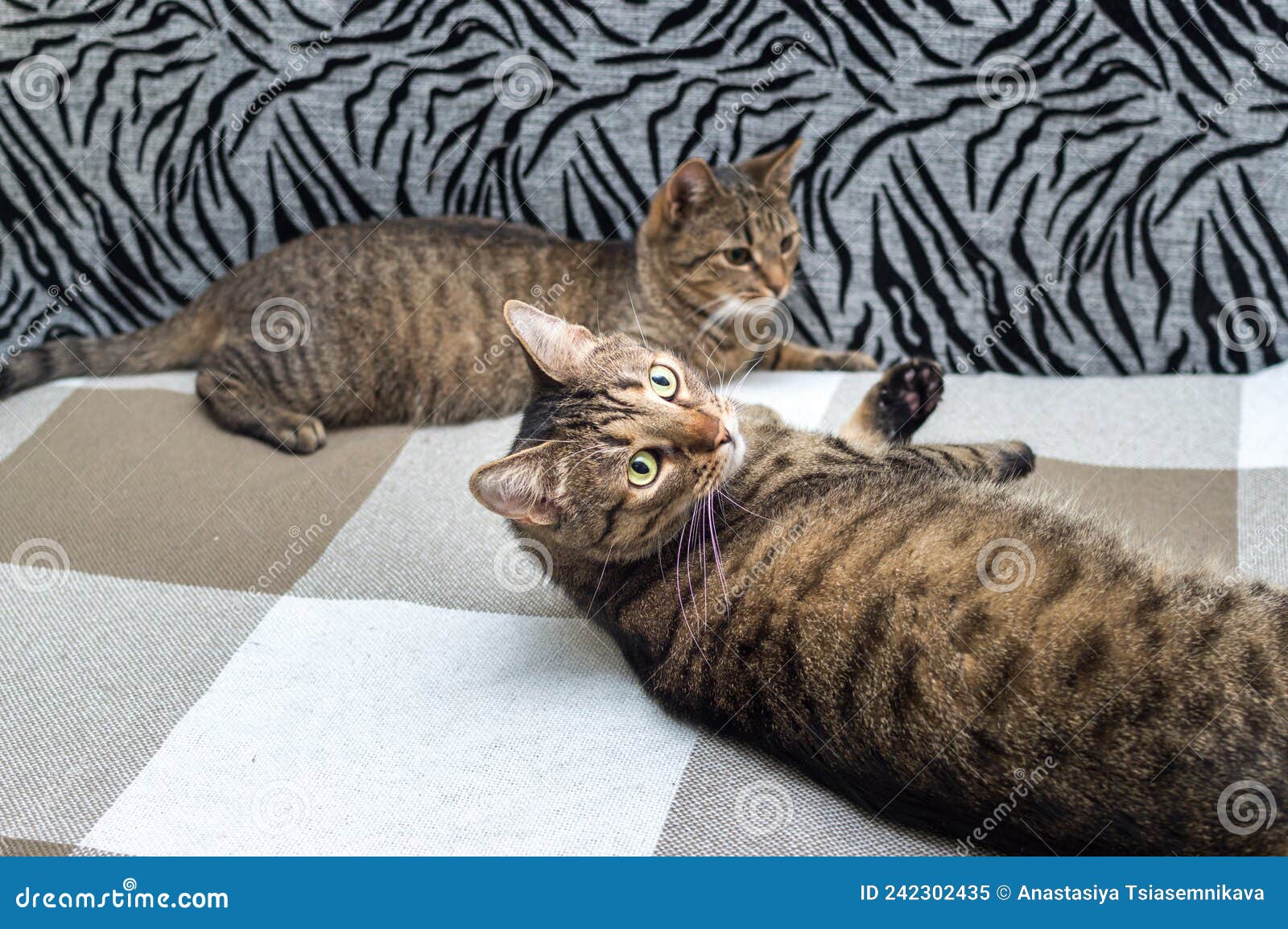 Two Cats Lie Together on the Bed. Portrait Stock Image Image of