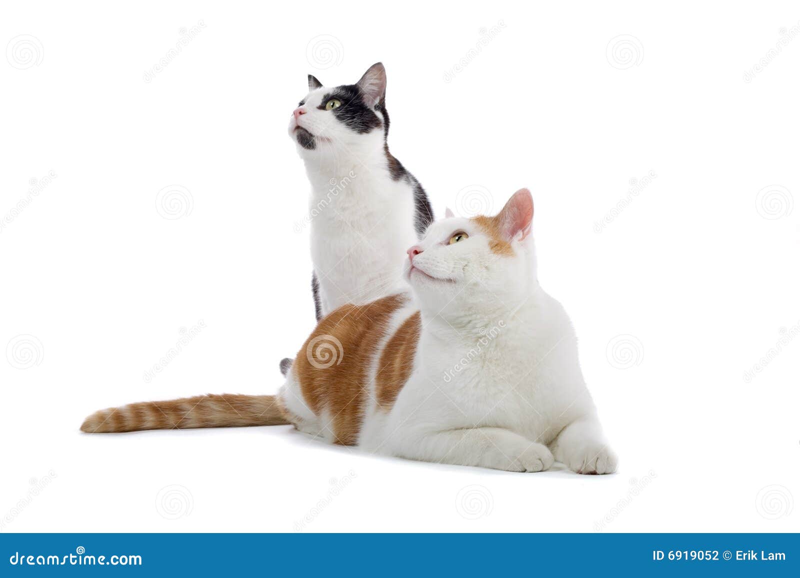 Two Cats Stock Photo, Picture and Royalty Free Image. Image 11723416.