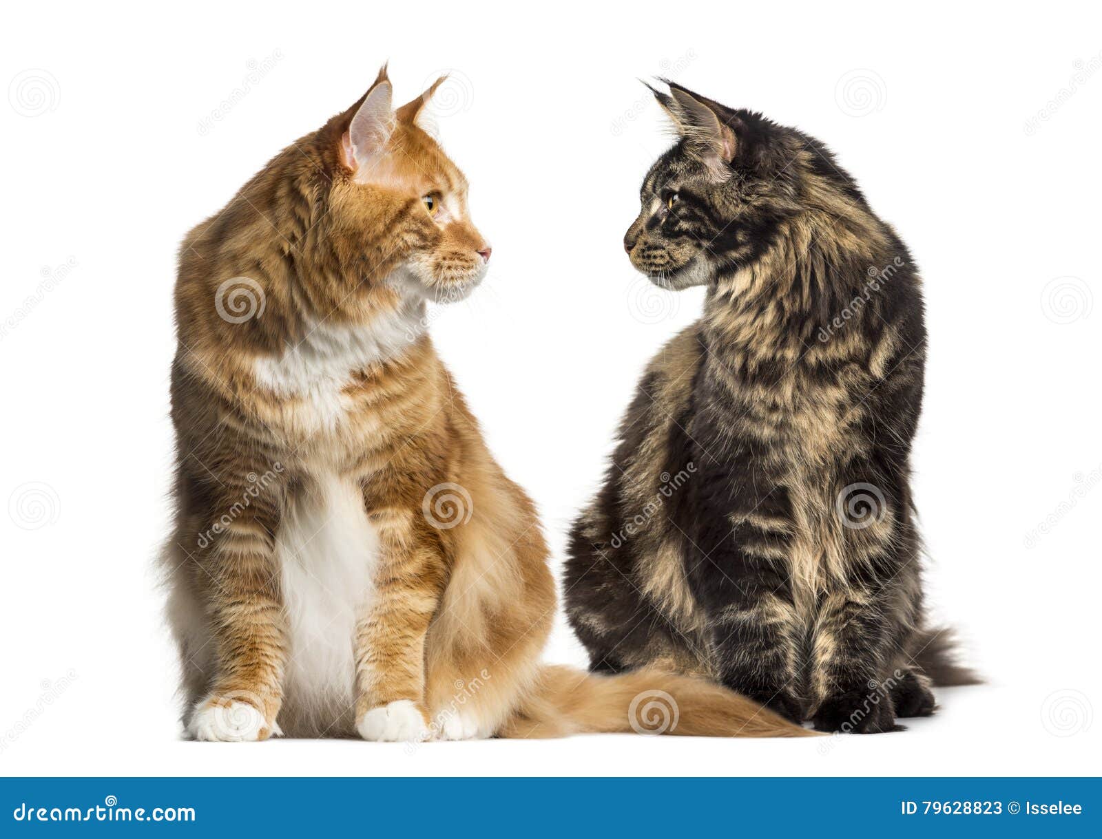 Two Cats Looking Each Other, Ialosted on White Stock Image - Image of ...