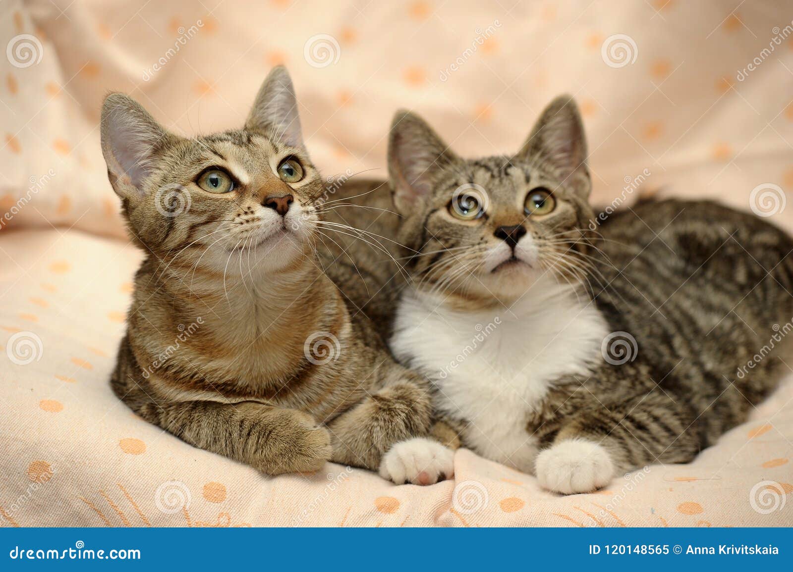 Two cats love each other, stock image. Image of group - 120148565