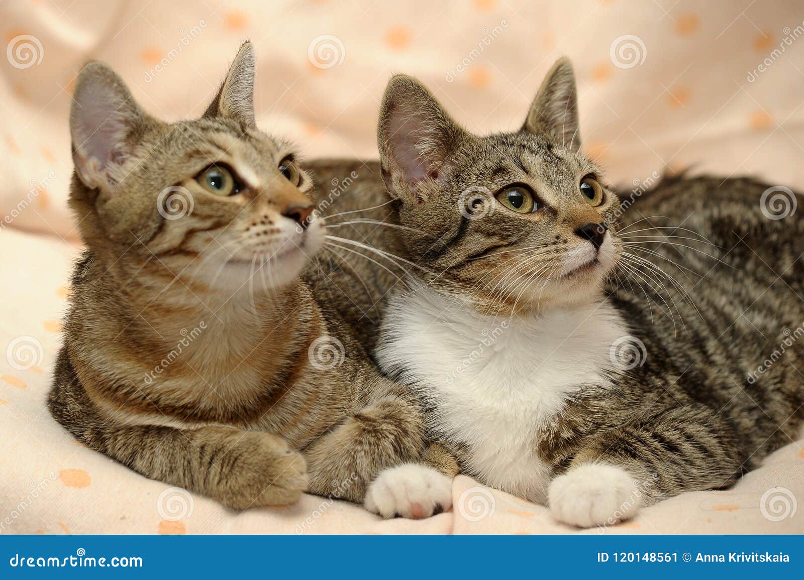 Two cats love each other, stock image. Image of carnivore - 120148561